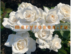 Анна Киевская (Anne de Kiev)