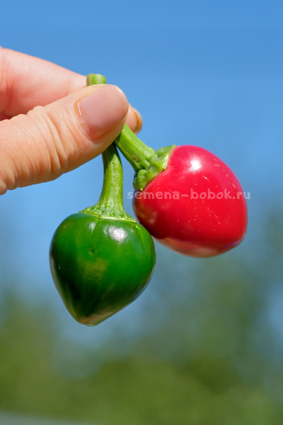 Перец острый Jalapeno Bomb F5, 10 шт