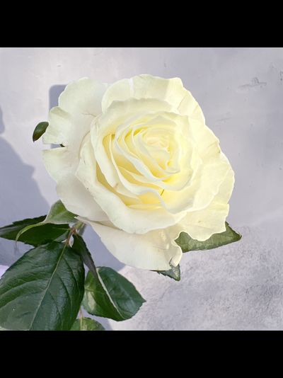 Роза Эквадор белая