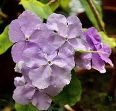 Brunfelsia latifolia compacta