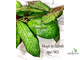 Hoya sp . Sabah (EPC-961)