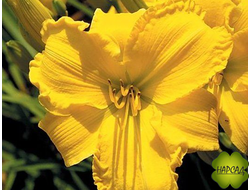 ЛИЛЕЙНИК "ТЕХАС САНЛАЙТ" (ОБИЛЬНОЕ ЦВЕТЕНИЕ, очень неприхотлив)