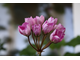 Linnea Andrea - пеларгония тюльпановидная - описание сорта, фото - купить черенки в Перми и почтой