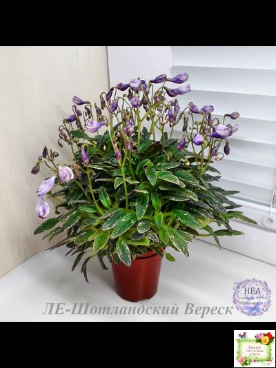 ЛЕ-Шотландский Вереск (Е. Лебецкая) мини трейлер