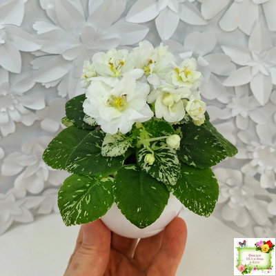 Adirondack Moon (S. Sorano) (детка)