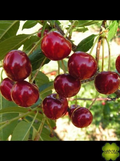 ДЮК (черевишня) "Живица" (РАННЯЯ, саженец 1 год)