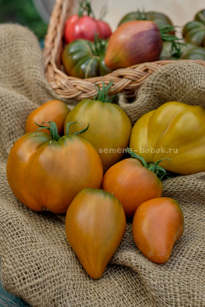 Томат Severe Melon (Суровая Дыня немцев Поволжья), 10 шт