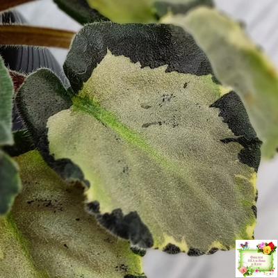 Harmony's Little Stinker-2 (Harmony) листовая химера