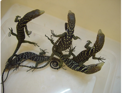 Пятнистый древесный варан(Varanus boehmei)