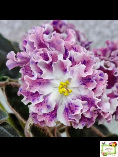 ТФ-Confetti (Т. Фурлетова) 2024 г. (лист с детками посажен 13.07.25)