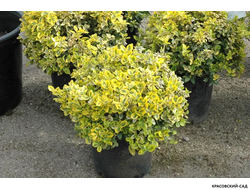 Бересклет Конадейл Голд - Canadale Gold