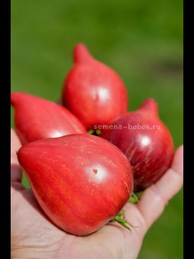 Томат Огненная Комета Софии, 10 шт