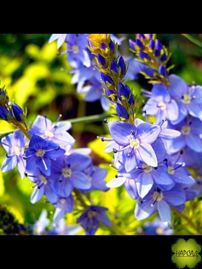 Вероника простертая &quot;АЦТЕК ГОЛД&quot; почвопокровная