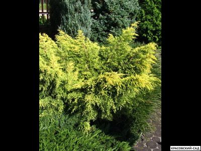 Можжевельник Кинг оф Спринг - King of Spring