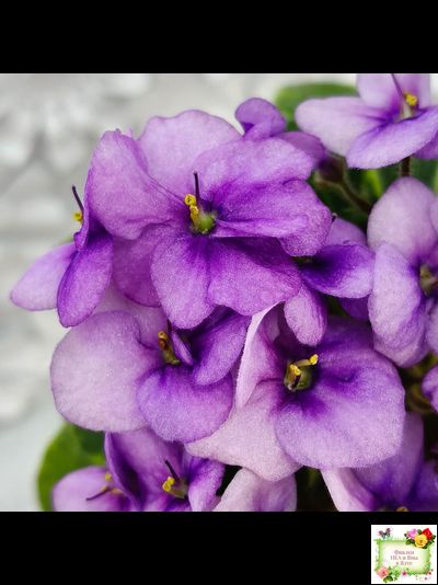 Rob's Lucky Charm (R.Robinson) 11/21/2003 (9293) листовая химера (стартер сорт)