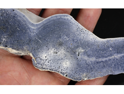 Коралл голубой Акори, Австралия (139*49*12 мм, 100 г) №37714