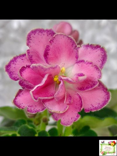 АВ-Фаберже (Фиалковод) 2022 г.