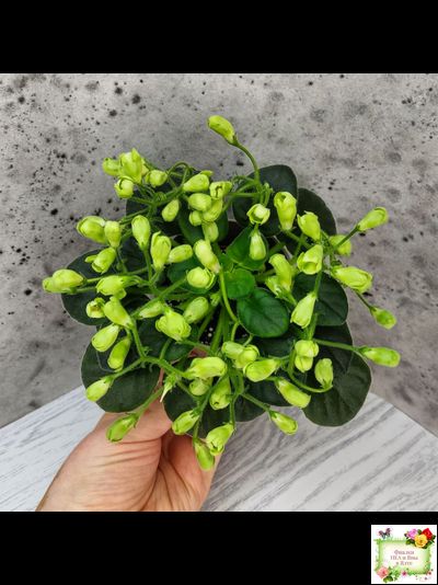 Emerald Bell (О.Барышева) 2016