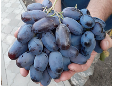 Алвика (*новая технология) 3-х летний