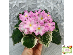 Nik-Обыкновенная Богиня (Н. Булко) 2023 г.