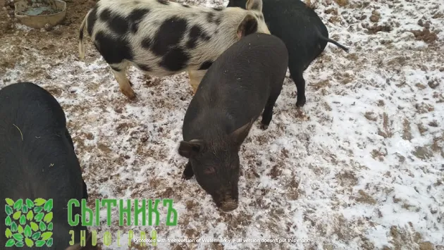 Молочные поросята на натуральных кормах заказать с фермы