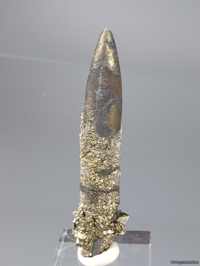 Пирит на белемните. КЧР. Россия. 46*11*11мм