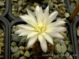 Gymnocalycium bruchii ssp.melojeri VG-272 - 5 семян