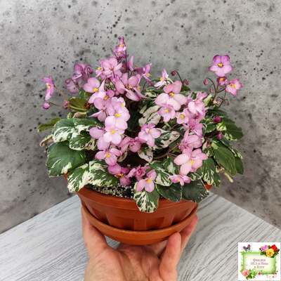 Mac's 1306-2 (G.McDonald) трейлер