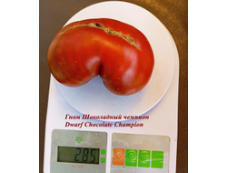 Томат Гном Шоколадный чемпион (Dwarf Chocolate champion)
