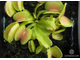 Dionaea muscipula Green wizard