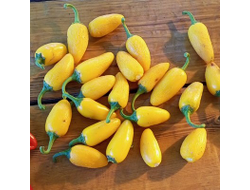 Перец острый Халапеньо желтый (Jalapeno Yellow)