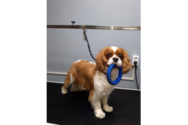 Кинг-Чарльз-спаниель МАРВИН