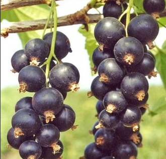 АРКАДИЯ--очень крупноплодный (6 и более грамм) ,очень урожайный. поздний сорт черной смородины