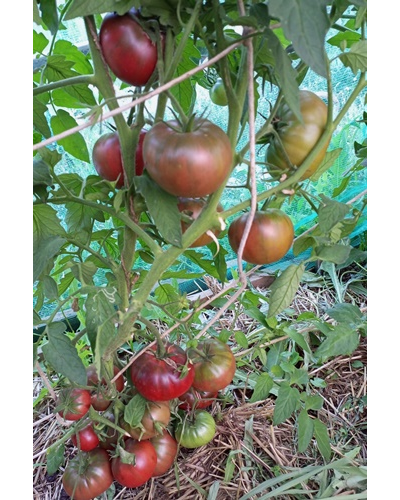 Томат Занавес Маргарет (Margaret Curtain, США)