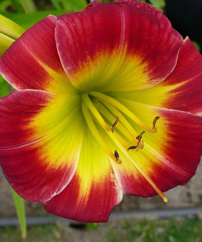 Лилейник Кристмас Из (Christ Is)