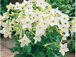 Табак Сандер Sirius White, p9