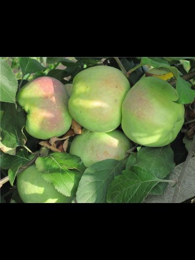 Синап орловский (яблоня)