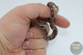 Маисовый полоз, Pantherophis guttatus, Motley Anery