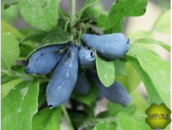 Жимолость "Амфора" (сорт устойчив к вторичному цветению)