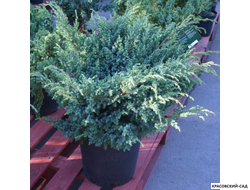 Можжевельник Блю Свид - Blue Swede