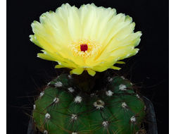 Notocactus arechavaletae  v.limiticola VG-1682    - 5 семян