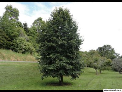 Липа европейская Палида - Pallida