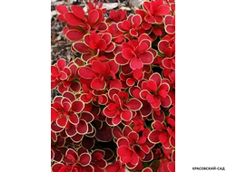 Барбарис Тунберга Руби Стар - фото крупным планом - красовский-сад.рф