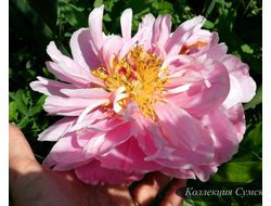 Пион Valkyrie (Валькирия) Милле (розовая)
