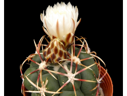 Thelocactus hexaedrophorus v.fossulatus  - 5 семенян