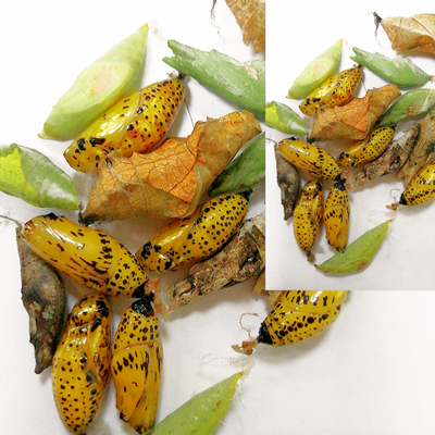 Тропикарий-ферма бабочек 5 шт. куколок (с куколкой большой голубой бабочки)