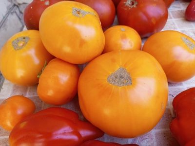 Томат Немецкий желтый Йодера (Yoder`s German Yellow)