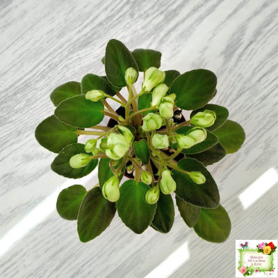 ML-Крыжовник (Miniviolets Lux) 2024 г. (детка)