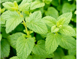 Мелисса лекарственная (Melissa officinalis) Сербия, 1 г - 100% натуральное эфирное масло