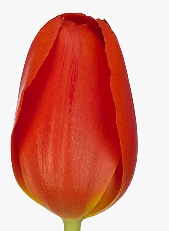 Тюльпан Каданс (Cadans) (в упаковке 10 шт. одного сорта)